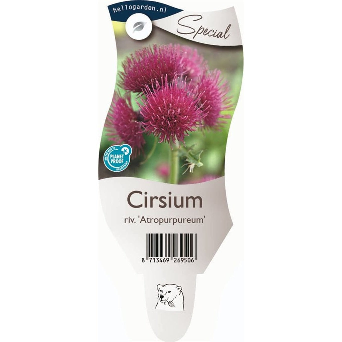 Tistelsläktet – Cirsium rivulare 'Atropurpureum' - P11